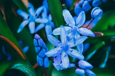 Alpine squill flowers Stock Photos