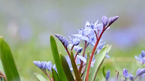 Alpine squill or two-leaf squill in spring, Scilla bifolia Stock Footage 150901903