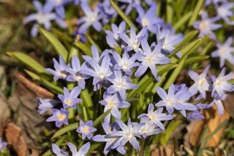 Alpine Squills Close Up Stock Photos