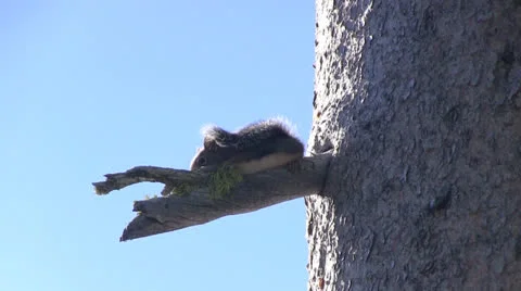 Alpine squirrel, "Douglas" Stock Footage 25590689