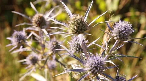 Alpine star flower Stock Footage 52511332