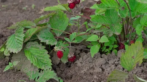 Alpine strawberry Stock Footage 322775305