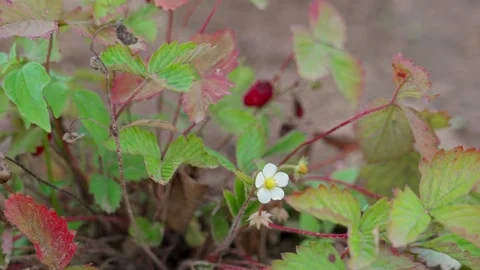 Alpine strawberry Stock Footage 322775553