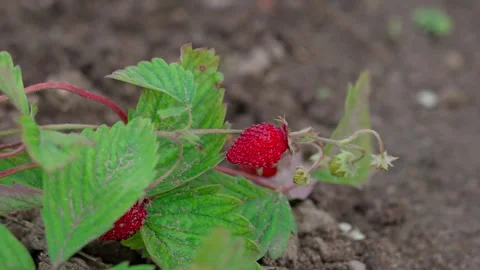 Alpine strawberry Stock Footage 322775804