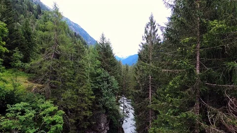 Alpine Stream and Pine Trees Stock Footage 117134110