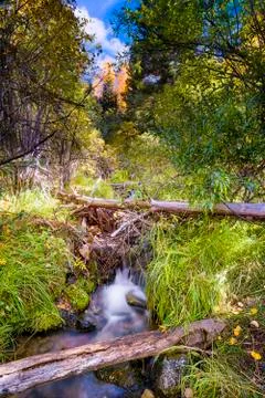 Alpine Stream in New Mexico Stock Photos