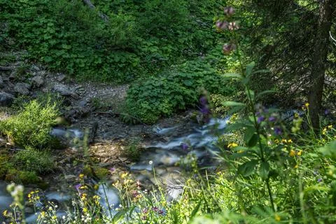 Alpine stream Stock Photos