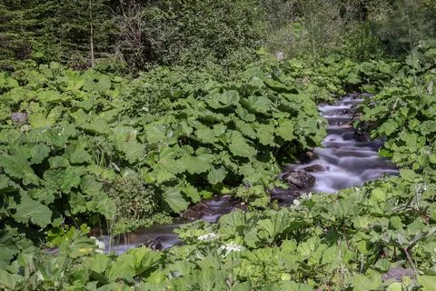 Alpine stream Stock Photos