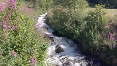 Alpine stream with purple flowers Видео 158681690