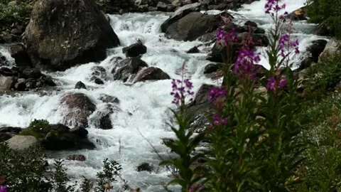An alpine stream with small waterfalls and flowers in the foreground Stock Footage 137395095