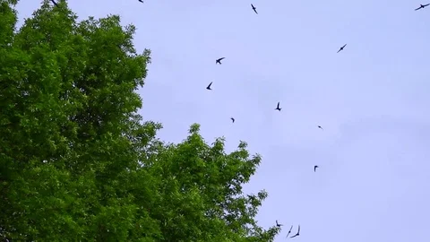 Alpine Swift in flight . Video with natural audio sound Stock Footage