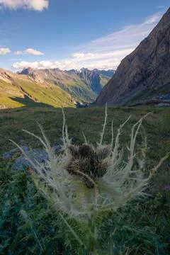 Alpine thistle in front of deep valley in High Tauern, Alps, Austria. Popular Stock Photos