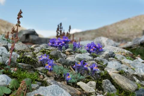 Alpine toadlax in an alpine landscape Stock Photos