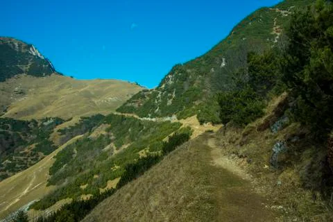 Alpine trail among mountain pine trees Stock Photos