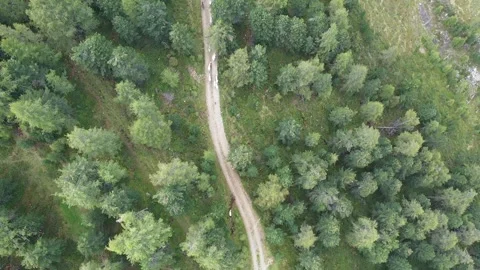 Alpine trail for animals at 2000m Stock Footage 281004163