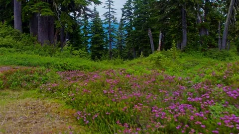 Alpine trail in bloom Stock Footage 69241763
