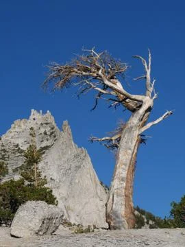 Alpine tree and peak Stock Photos