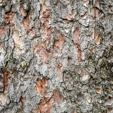 Alpine tree bar Stock Photos