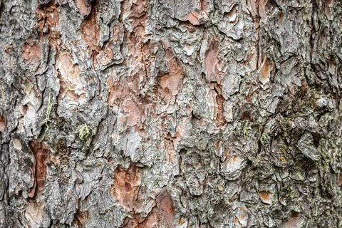 Alpine tree bar Stock Photos