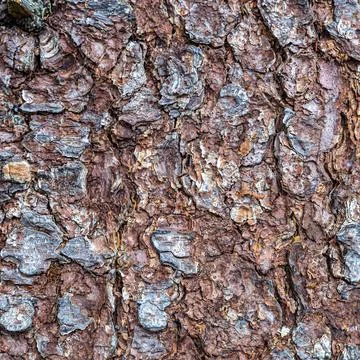 Alpine tree bar Stock Photos