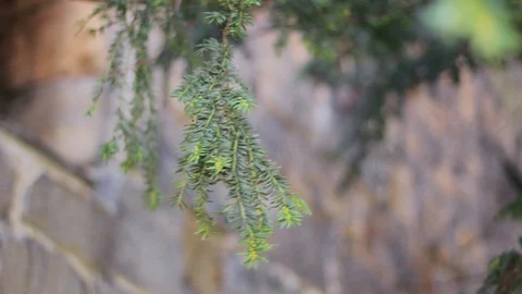 Alpine Tree Branch - Blowing in the Wind Video stock 129081310