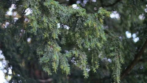 Alpine Tree Branch - Shallow Depth of Field Video stock 129081308