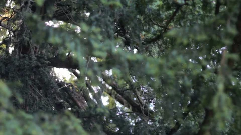 Alpine Tree Branches - Panning Video stock 129081300