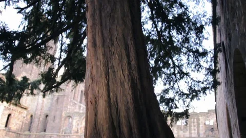 Alpine Tree | Tilting Up Video stock 129089019