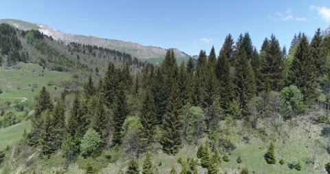 Alpine Treescape Stock Footage 317405251