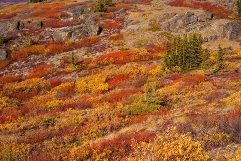 Alpine tundra Stock Photos