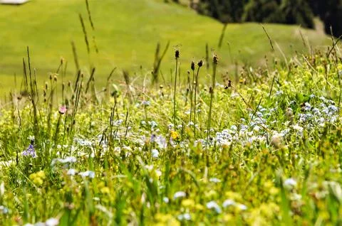Alpine vegetation on a hillside. Photos
