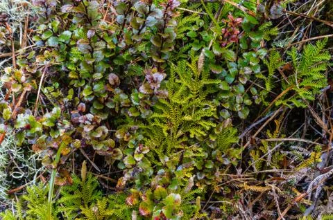 Alpine vegetation small plants texture and moss nature background Stock Photos