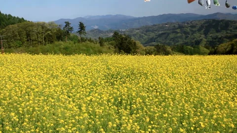 Alpine View Square: A Field of Rapeseed and Koinobori Dancing in the Wind 스톡 동영상 330196319