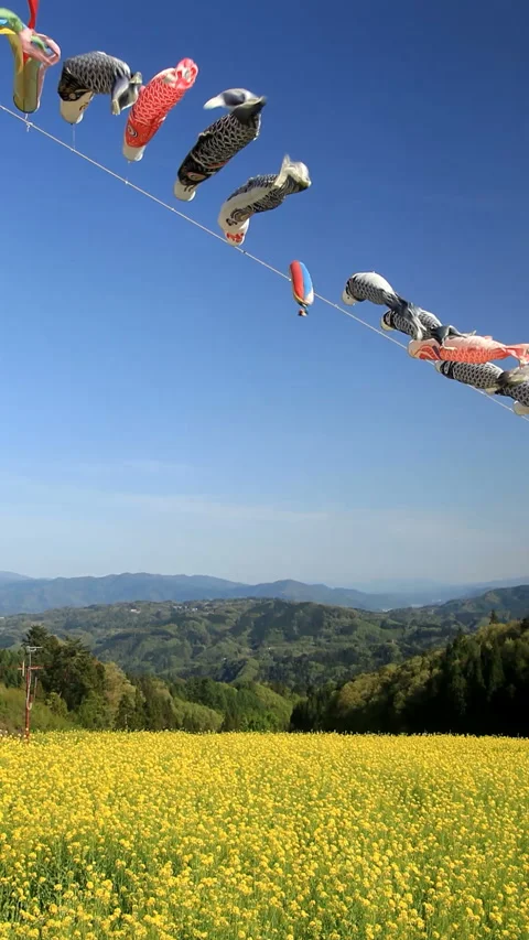 Alpine View Square: A Field of Rapeseed and Koinobori Dancing in the Wind 스톡 동영상 330196466