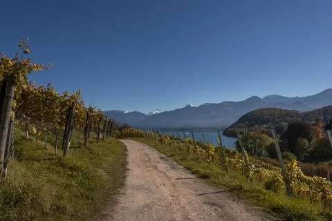Alpine vineyard 스톡 사진