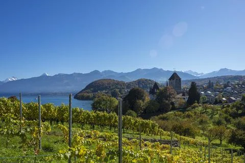 Alpine vineyard 스톡 사진