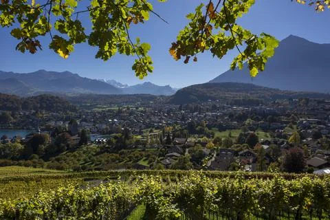 Alpine vineyard Stock Photos