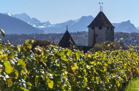 Alpine vineyard Stock Photos