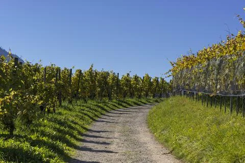 Alpine vineyard Stock Photos