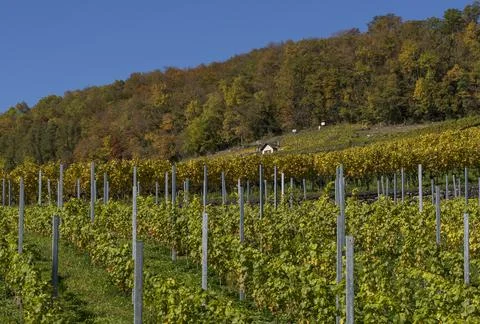 Alpine vineyard 스톡 사진