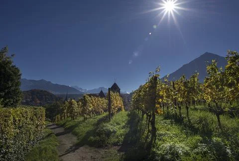 Alpine vineyard Stock Photos