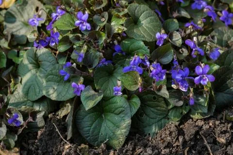 Alpine Violet Stock Photos