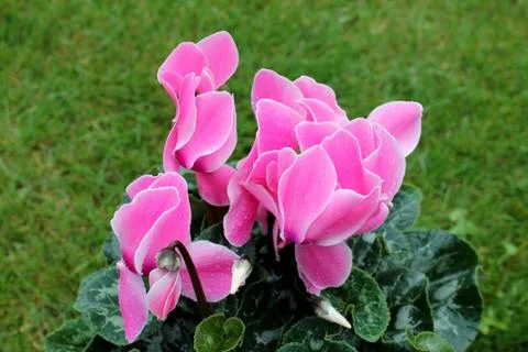 Alpine violet with raindrops. Stock Photos