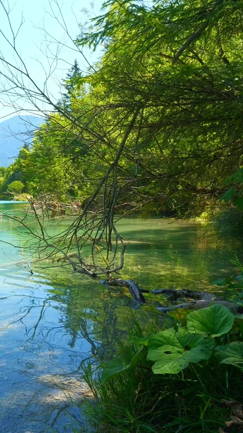Alpine Waterside Views and Breathtaking Nature at Plansee in Tyrol  A Scenic Stock Footage 308304012