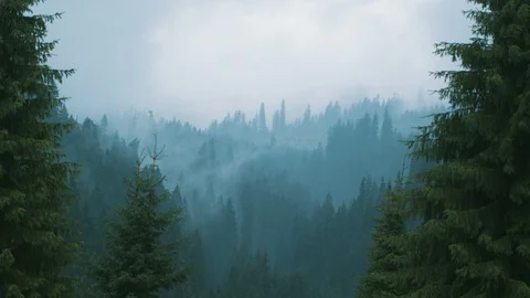 Alpine wild forest misty landscape Stock Footage 94958866