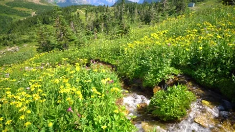 Alpine Wildflowers And Stream In Lush Mountain Valley Glacier National Park Stock Footage 229582914