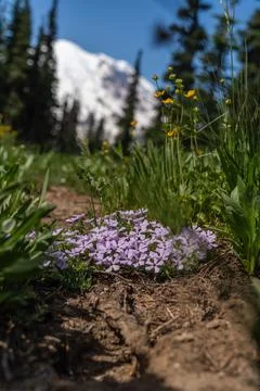 Alpine Wildflowers 写真素材