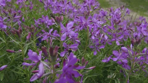 Alpine willowherb Stock Footage 145544465