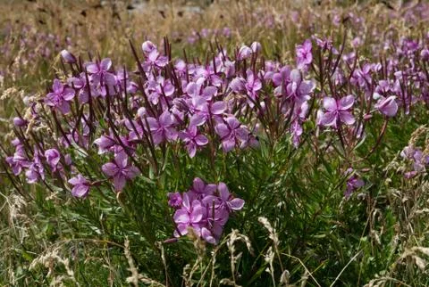 Alpine willowherb Stock Photos