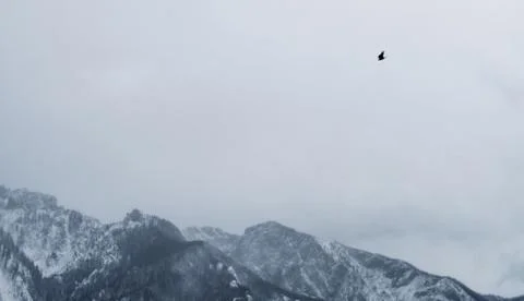 Alpine winter bird Stock Photos